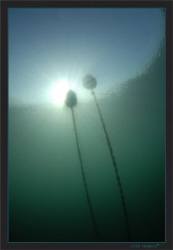 Green waters winter atmosphere. Geneva’s Lake by Sven Tramaux 